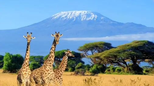 Visa requirements for United States of America passport holders traveling to Kenya